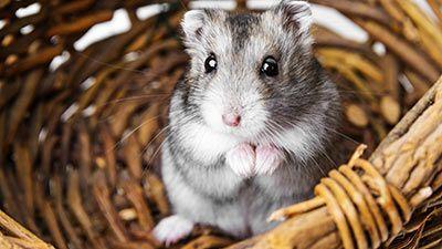Teste dich! - Test Welcher Hamster M