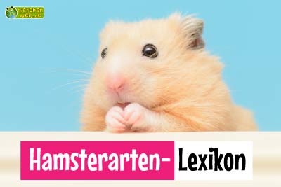 Hamster-Haustierlexikon