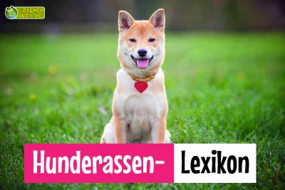 Hunderassen von A bis Z