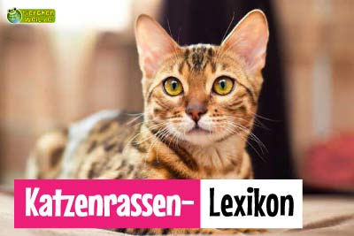 Katzenrassen von A bis Z