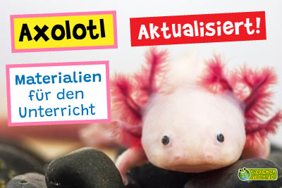 Unterrichtsmaterial Axolotl