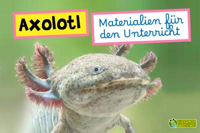 Unterrichtsmaterial Axolotl