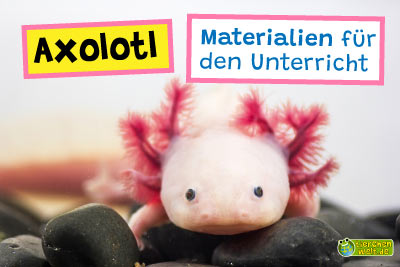 Unterrichtsmaterial Axolotl