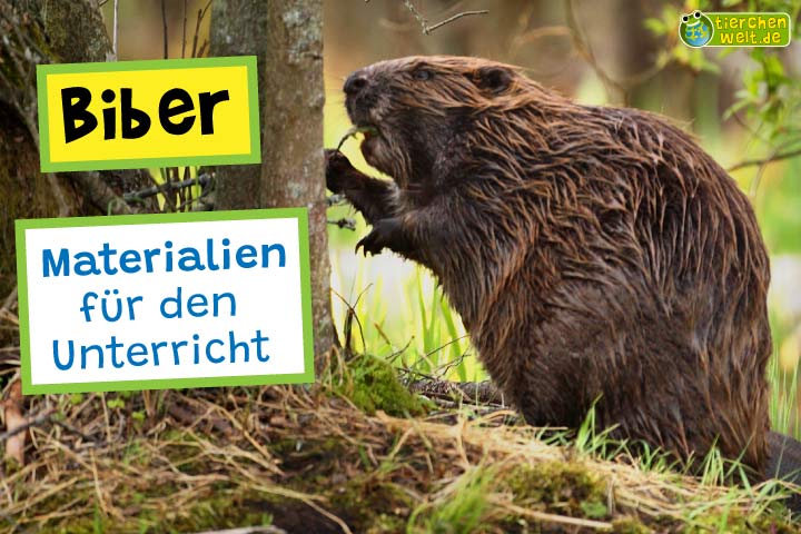 Unterrichtsmaterial Biber