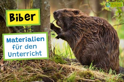 Biber