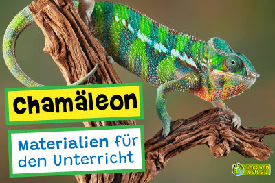 Chamäleon