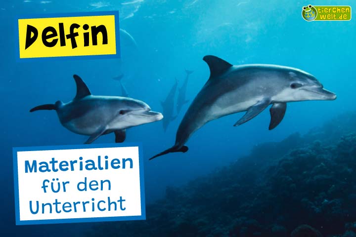 Unterrichtsmaterial Delfin