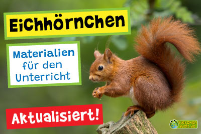 Eichhörnchen