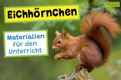 Eichhörnchen-Unterrichtsmaterialien