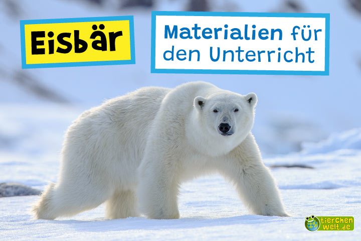 Unterrichtsmaterial Eisbär