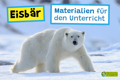 Eisbär