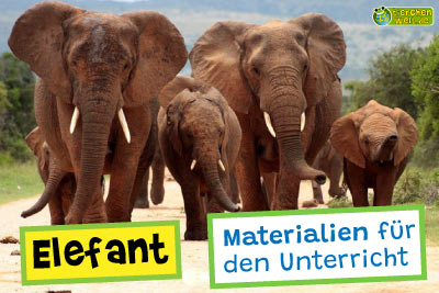 Elefant