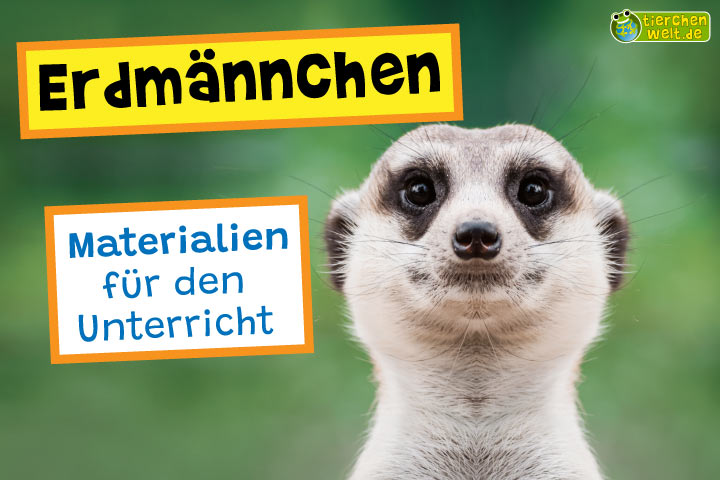 Unterrichtsmaterial Erdmännchen