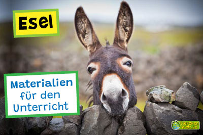 Esel
