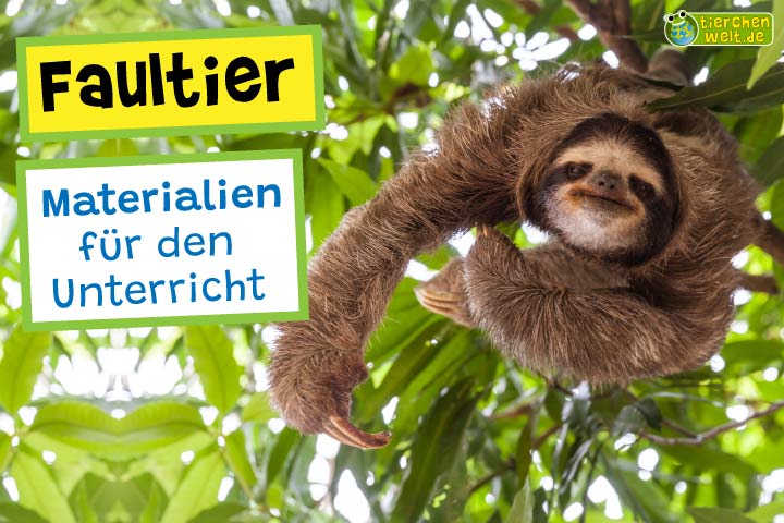Unterrichtsmaterial Faultier