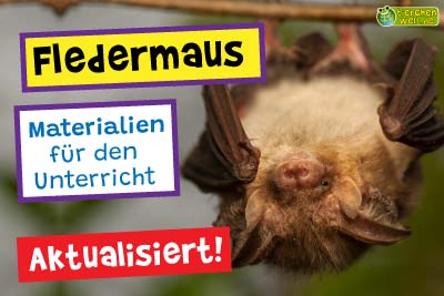 Fledermaus