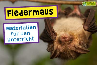 Fledermaus