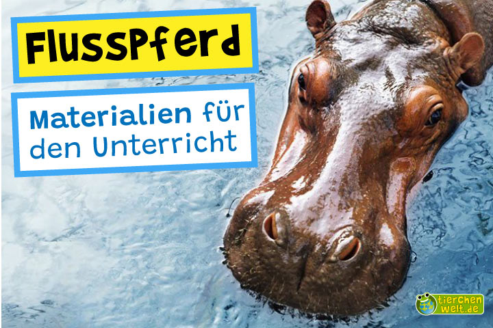 Unterrichtsmaterial Flusspferd