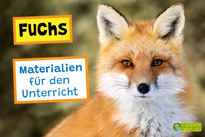 Unterrichtsmaterial Fuchs