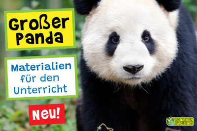 Großer Panda