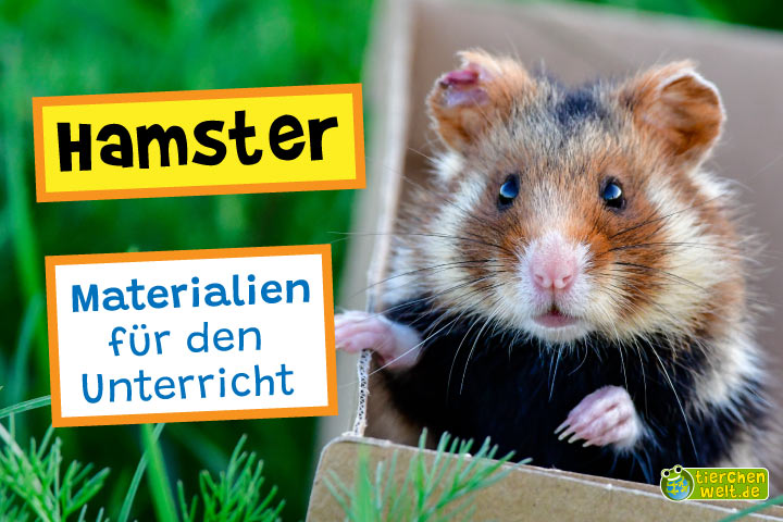 Unterrichtsmaterial Hamster