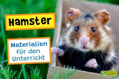 Hamster