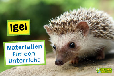 Igel