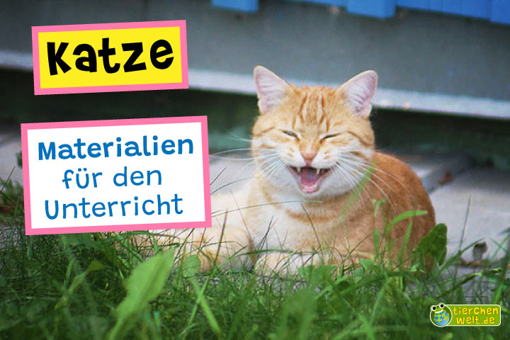 Unterrichtsmaterial Katze