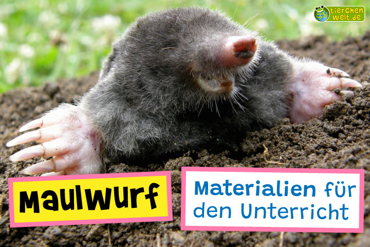 Unterrichtsmaterial Maulwurf