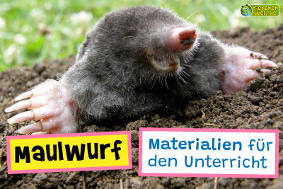 Maulwurf