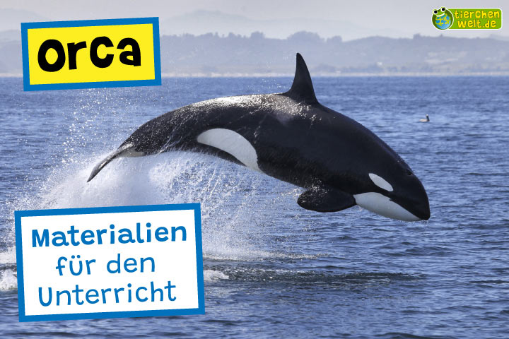 Unterrichtsmaterial Orca