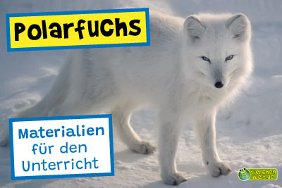 Polarfuchs