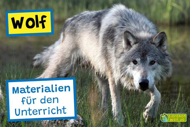 Unterrichtsmaterial Wolf