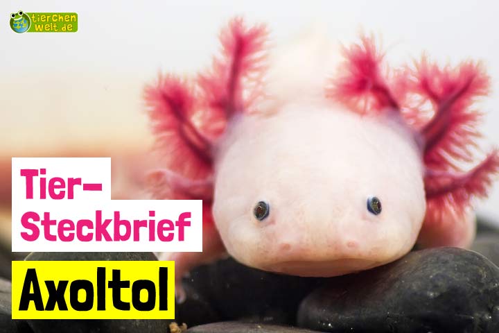 Axolotl-Steckbrief