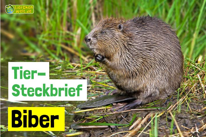 Biber-Steckbrief
