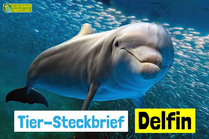 Delfin-Steckbrief