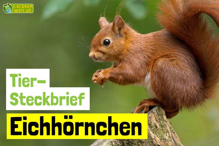 Eichhörnchen-Steckbrief