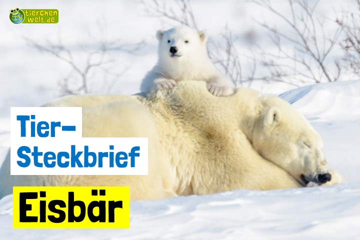 Eisbär-Steckbrief