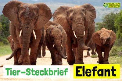 Elefanten-Steckbriefe