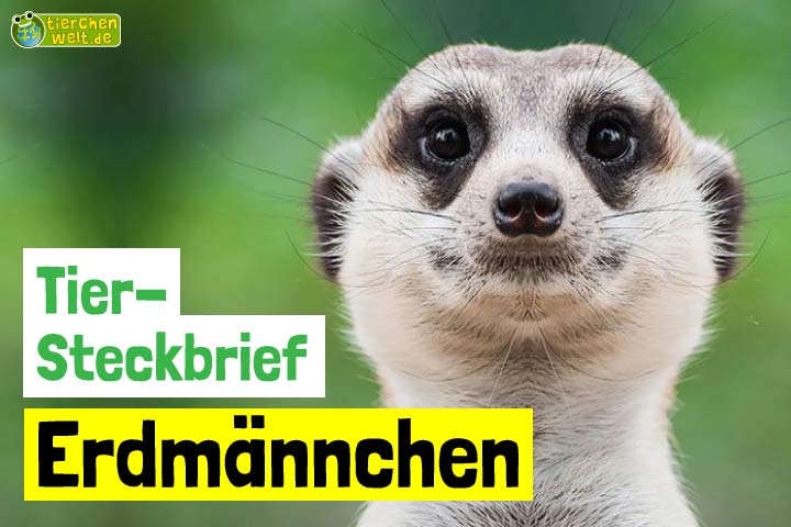 Erdmännchen-Steckbrief