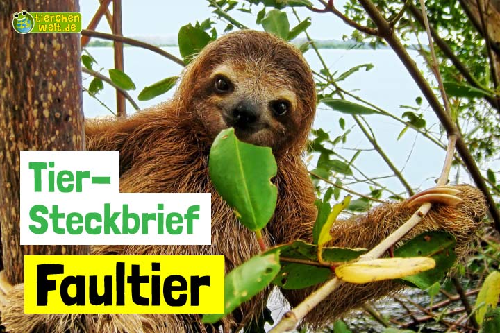 Faultier-Steckbrief