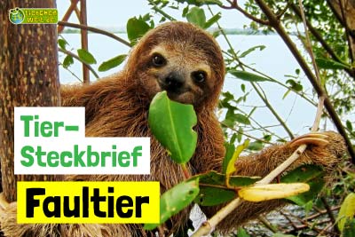 Faultier-Steckbrief