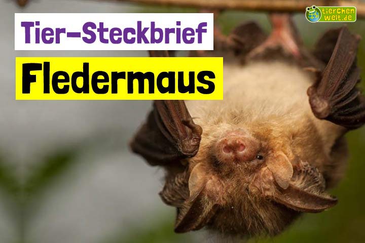 Fledermaus-Steckbrief