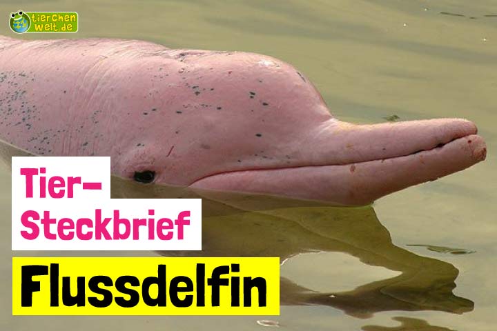 Flussdelfin-Steckbrief