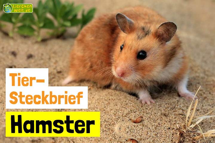 Hamster-Steckbrief