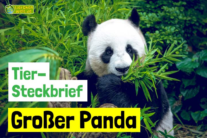 Großer Panda-Steckbrief
