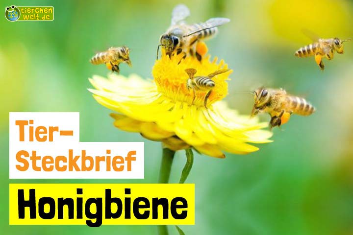 Honigbiene-Steckbrief