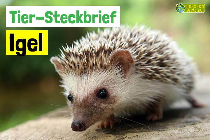 Igel-Steckbrief