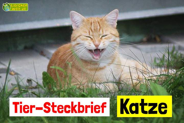 Katze-Steckbrief