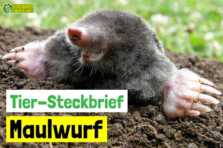 Maulwurf-Steckbrief